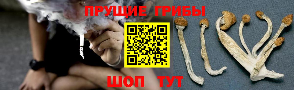 Кингисепп  Галлюциногенные грибы Magic Shrooms  Вход с VPN 